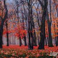 Park skąpany w listopadowej mgle