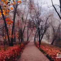 Park skąpany w listopadowej mgle