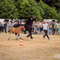 Lubartów &rsaquo; Galeria &rsaquo; Wystawa koni ras zimnokrwistych w Tarle