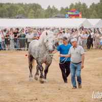 Lubartów &rsaquo; Galeria &rsaquo; Wystawa koni ras zimnokrwistych w Tarle