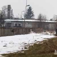 zdjęcie Łosie w Lubartowie