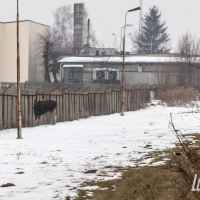 Łosie w Lubartowie