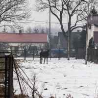 Łosie w Lubartowie