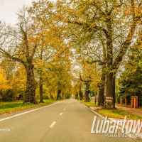 Lubartów