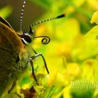 Motyl