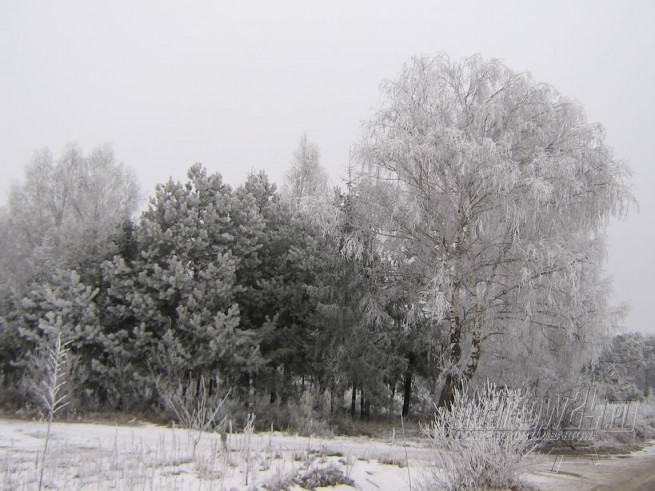 zima
