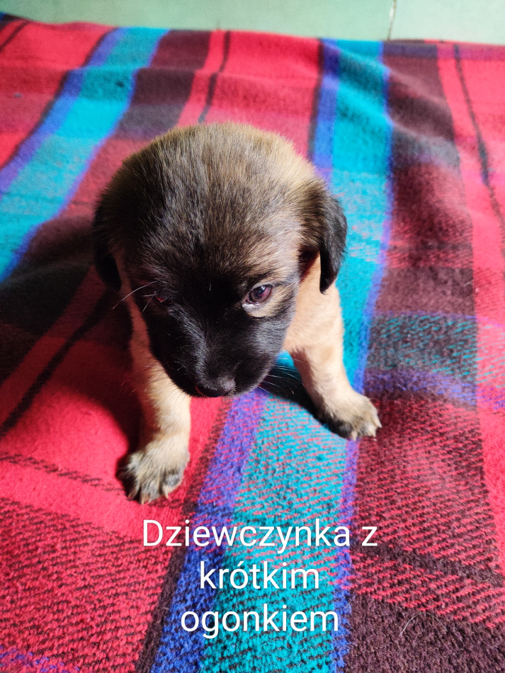 Szczenięta sześciotygodniowe odrobaczone