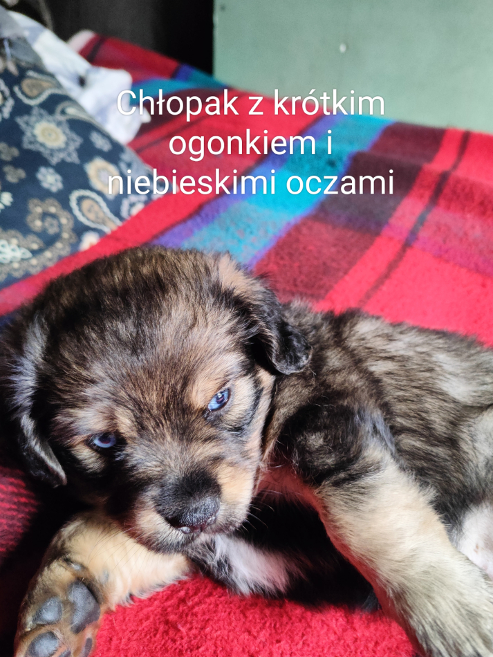 Szczenięta sześciotygodniowe odrobaczone - zdjęcie 2