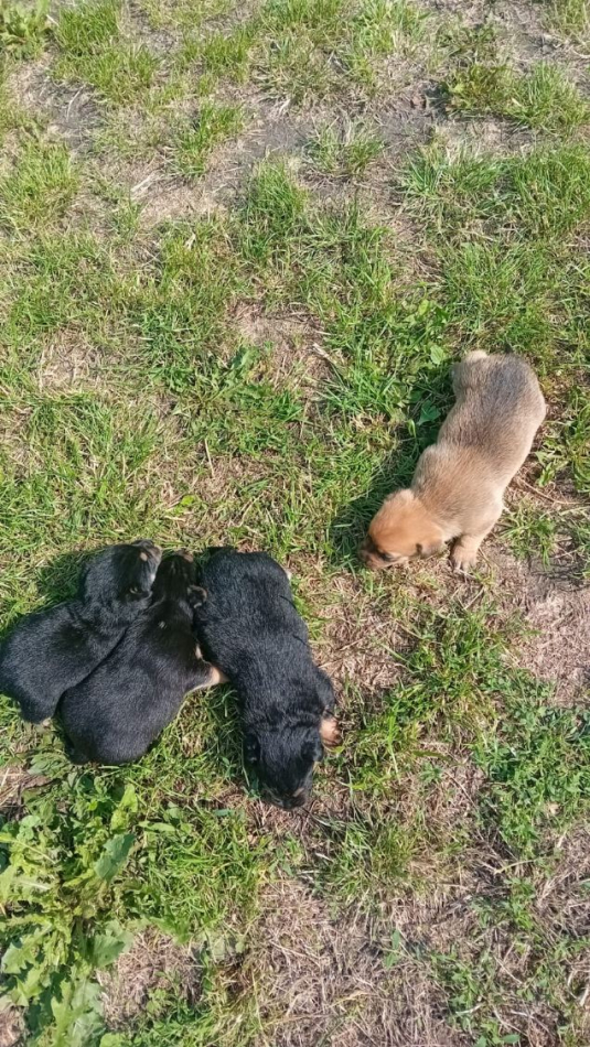 Niewielkie pieski szukają domku - zdjęcie 2