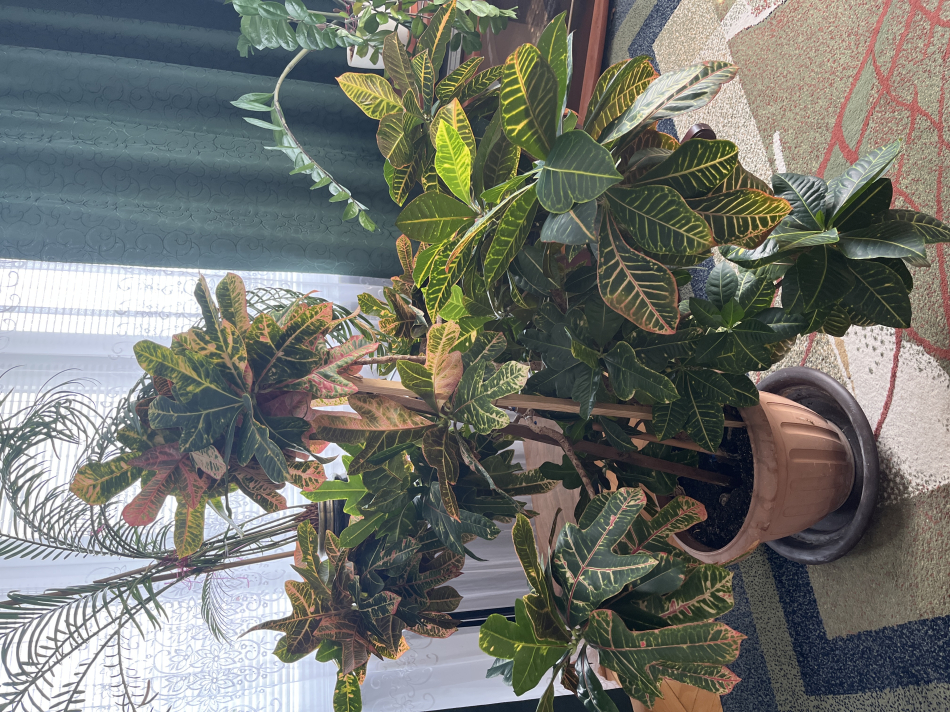 Oddam rośliny doniczkowe