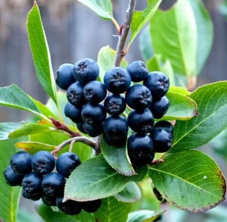Aronia świeże owoce z uprawy ekologicznej